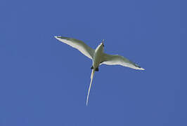 White-tailed Tropicbird