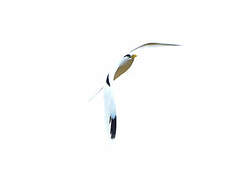 White-tailed Tropicbird