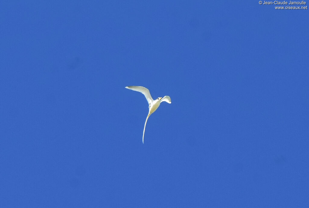 Phaéton à bec jaune