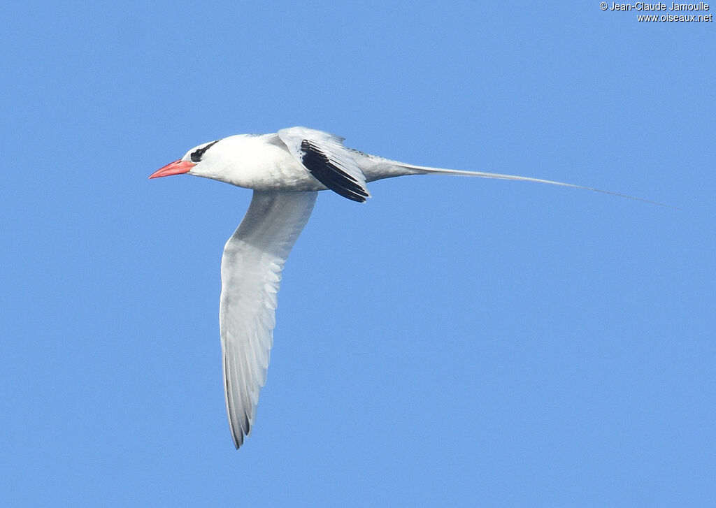 Phaéton à bec rouge