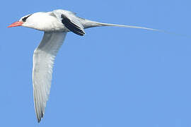 Red-billed Tropicbird