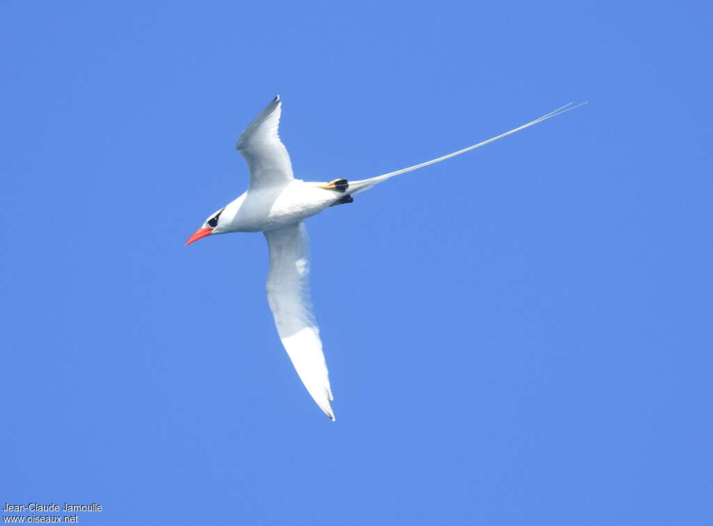 Red-billed Tropicbirdadult, aspect, pigmentation, Flight