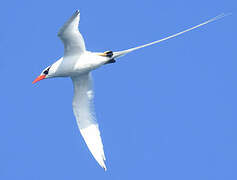 Red-billed Tropicbird