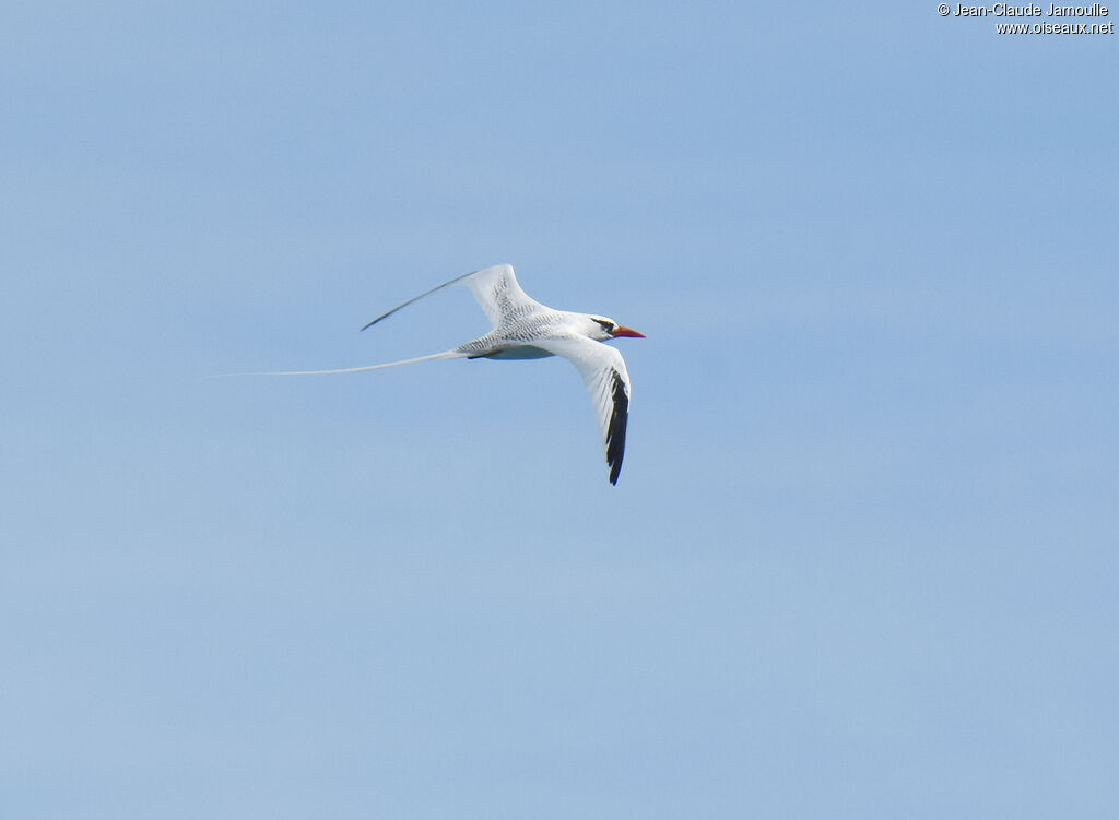 Phaéton à bec rouge