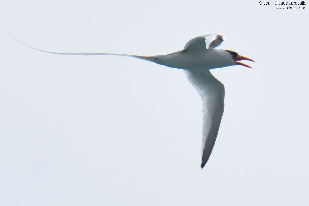 Red-billed Tropicbird