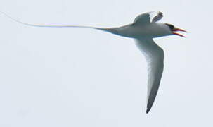 Red-billed Tropicbird