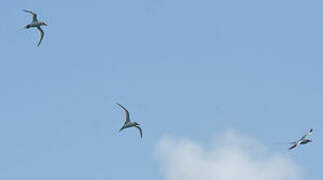 Red-billed Tropicbird