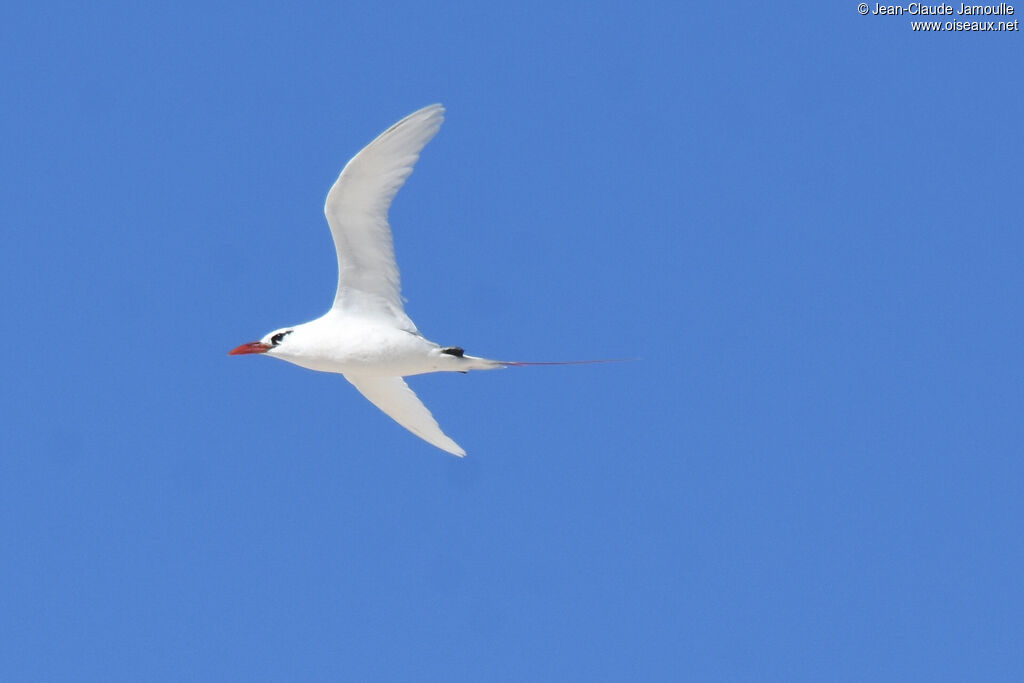 Phaéton à brins rouges