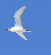 Red-tailed Tropicbird