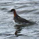 Phalarope à bec étroit