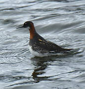 Phalarope à bec étroit