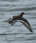 Phalarope à bec étroit