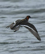 Phalarope à bec étroit