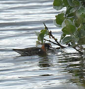 Phalarope à bec étroit