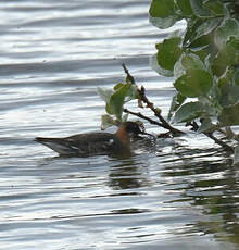 Phalarope à bec étroit