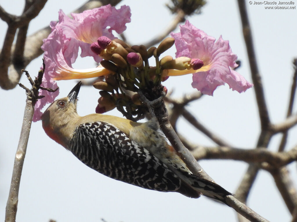 Red-crowned Woodpecker