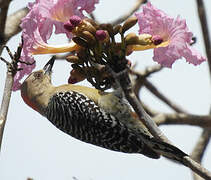 Red-crowned Woodpecker