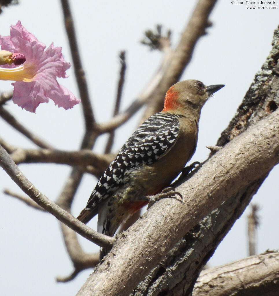 Red-crowned Woodpecker