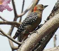 Red-crowned Woodpecker