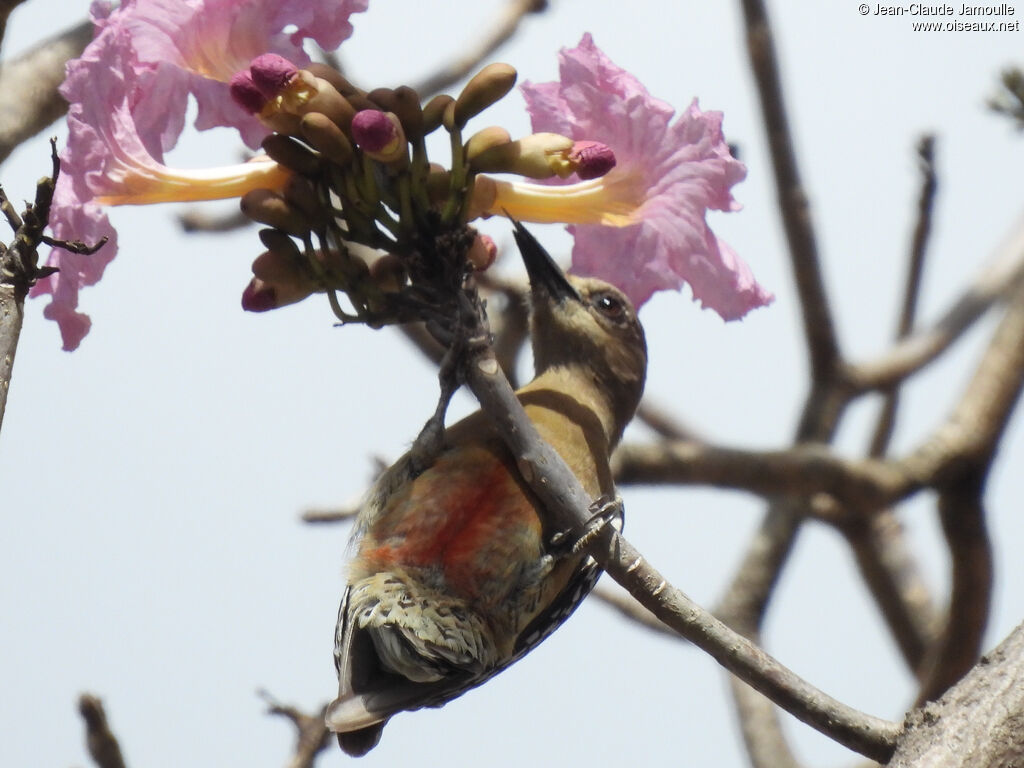 Red-crowned Woodpecker