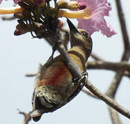 Red-crowned Woodpecker