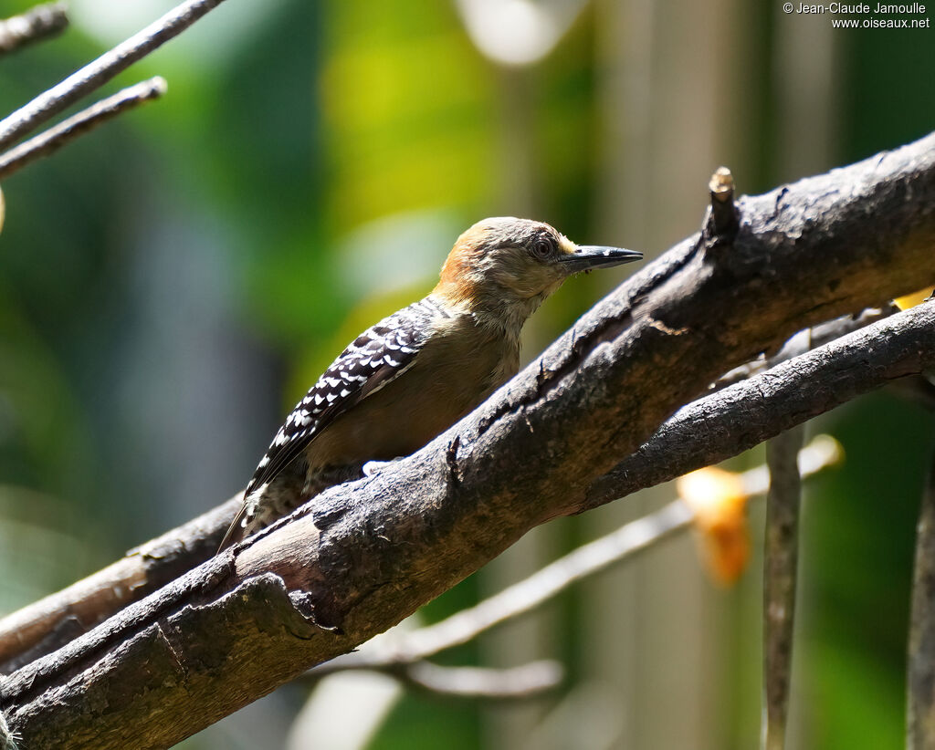 Pic à couronne rouge femelle adulte