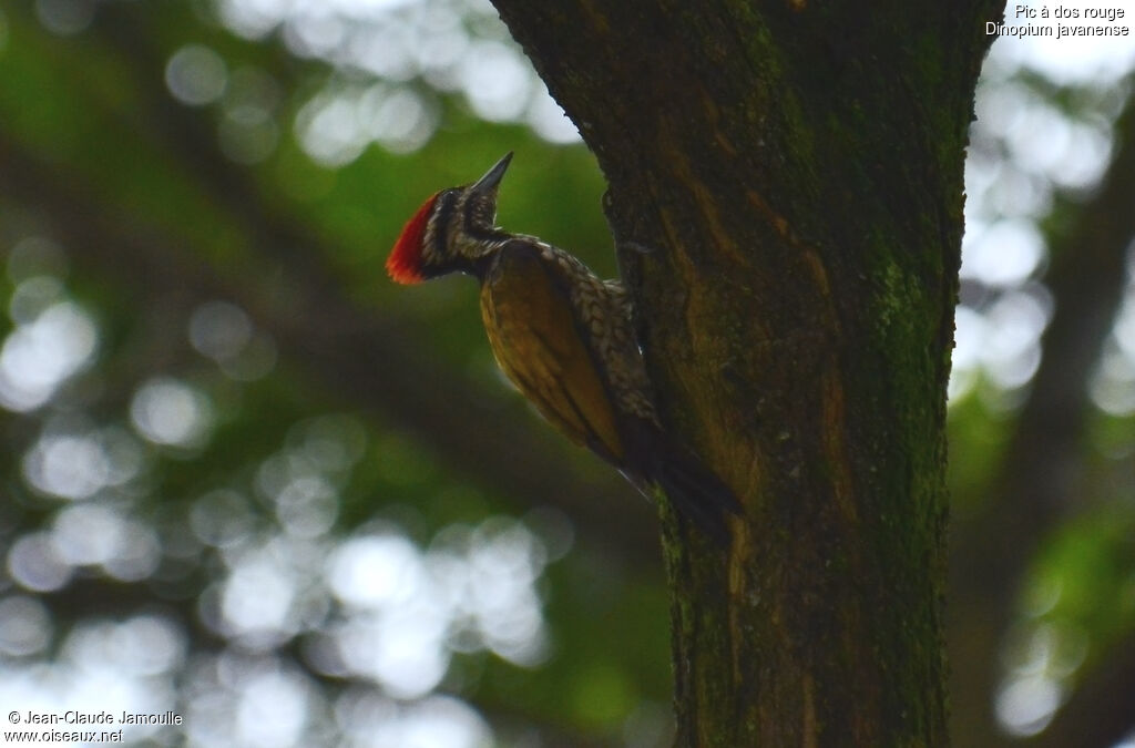 Common Flameback male adult, identification, feeding habits, Behaviour