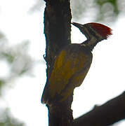 Common Flameback