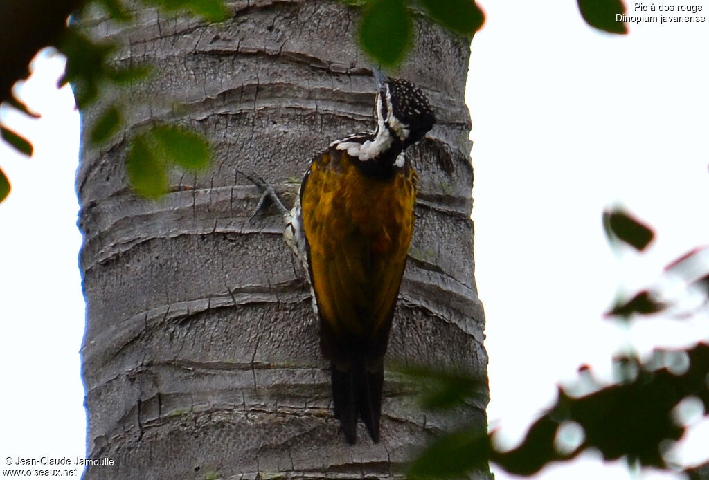 Common Flameback female adult, Behaviour