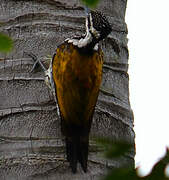 Common Flameback