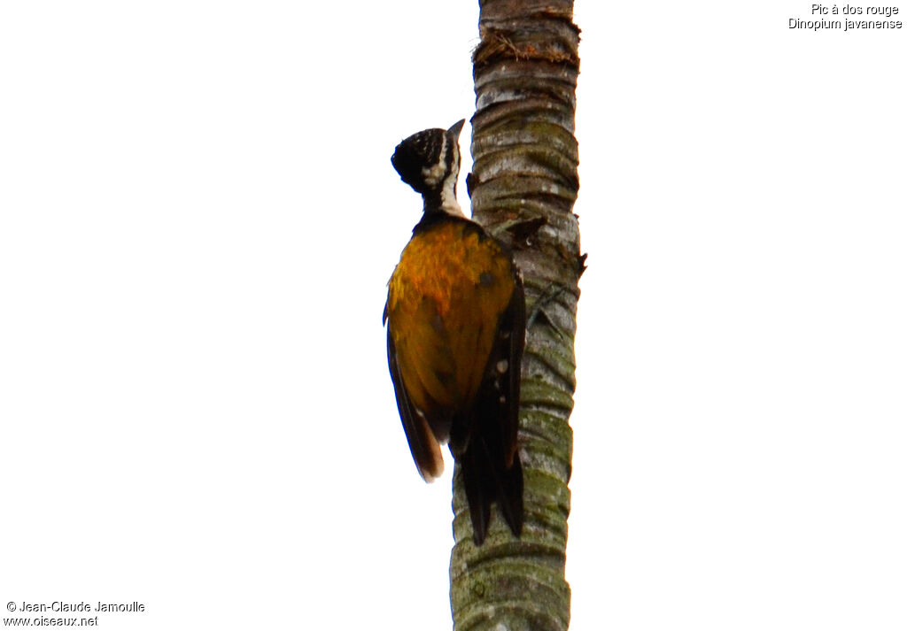 Common Flameback female, Behaviour