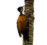 Common Flameback