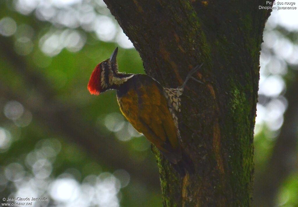 Common Flameback male, identification, Behaviour