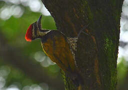 Common Flameback