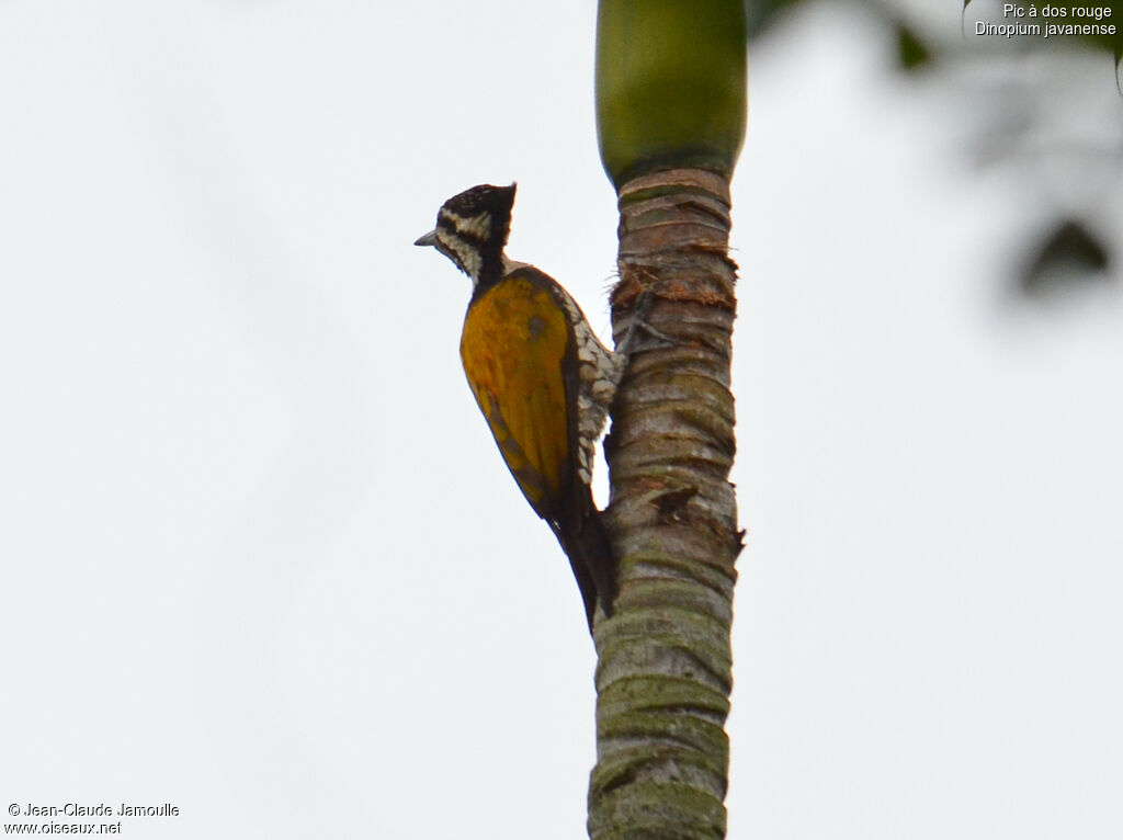 Common Flameback female adult, identification, Behaviour