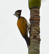 Common Flameback