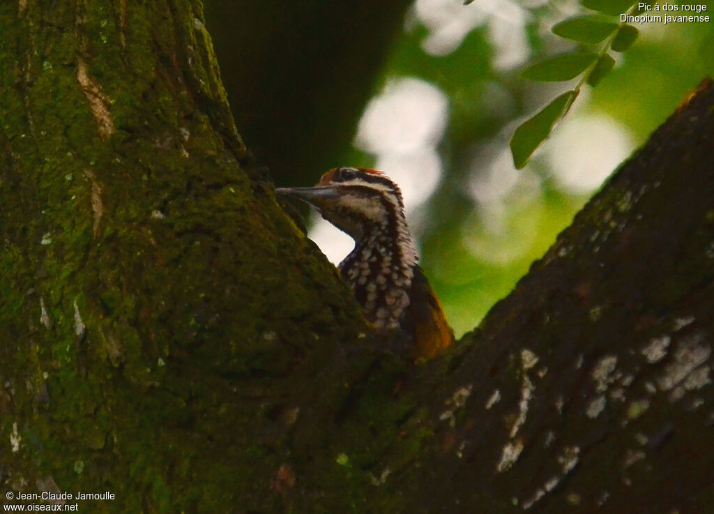 Common Flameback male adult, Behaviour