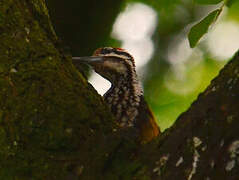 Common Flameback