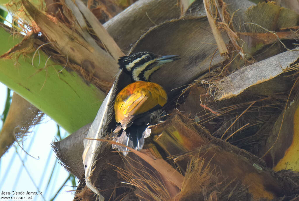 Common Flameback female adult, Behaviour