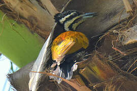 Common Flameback