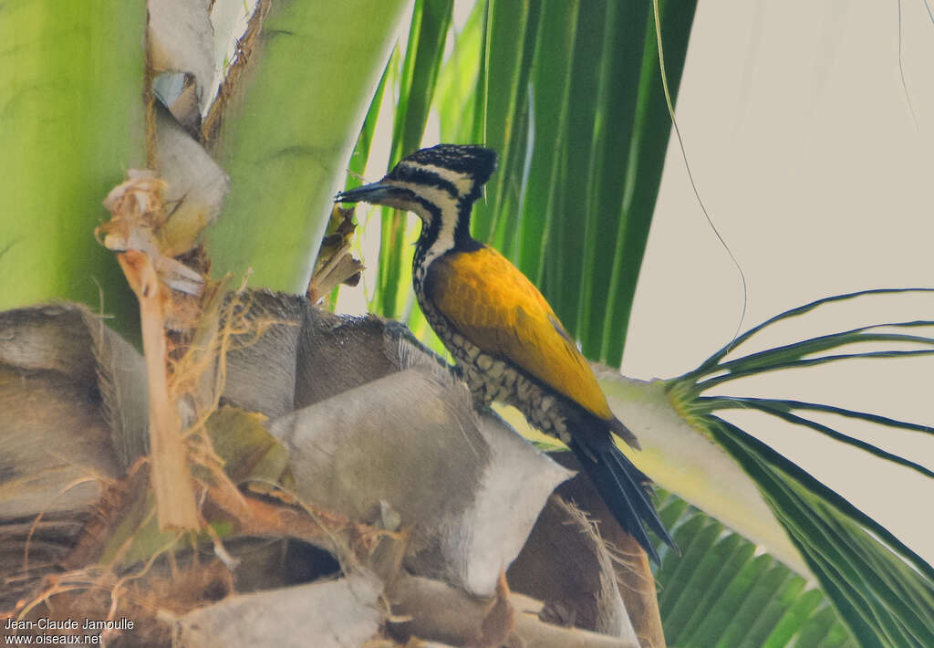 Common Flameback female adult, habitat