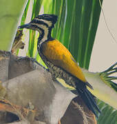 Common Flameback