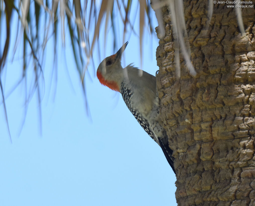 Red-bellied Woodpecker female adult