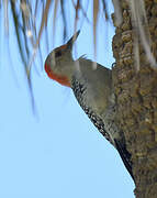 Red-bellied Woodpecker