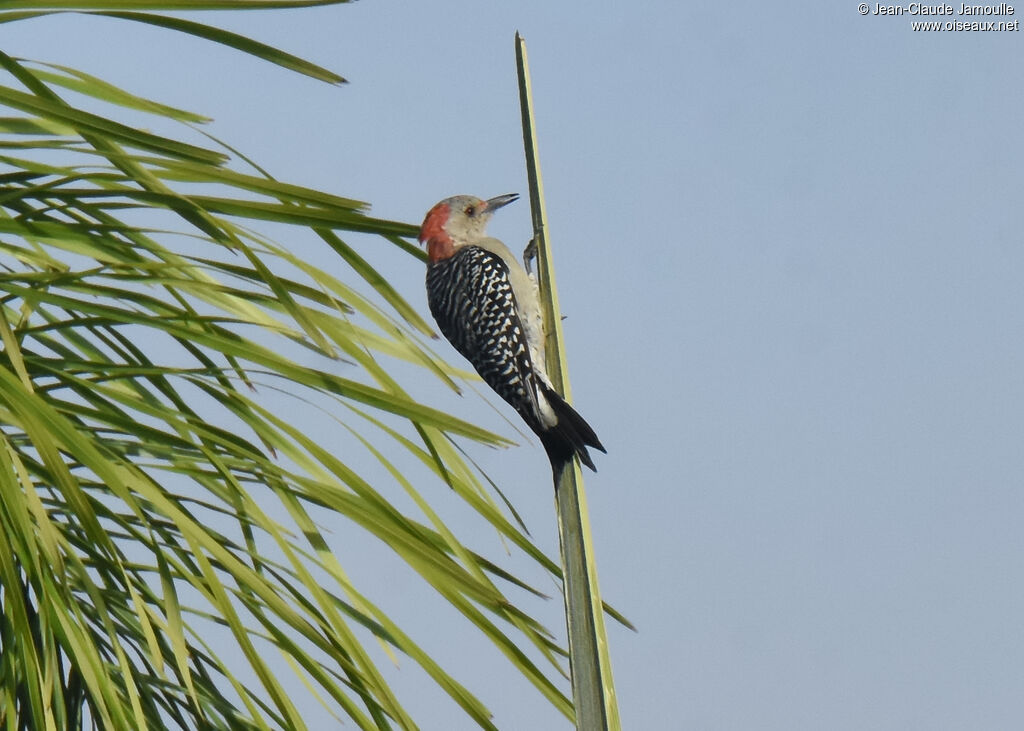 Red-bellied Woodpecker