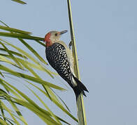 Red-bellied Woodpecker