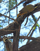 Bearded Woodpecker