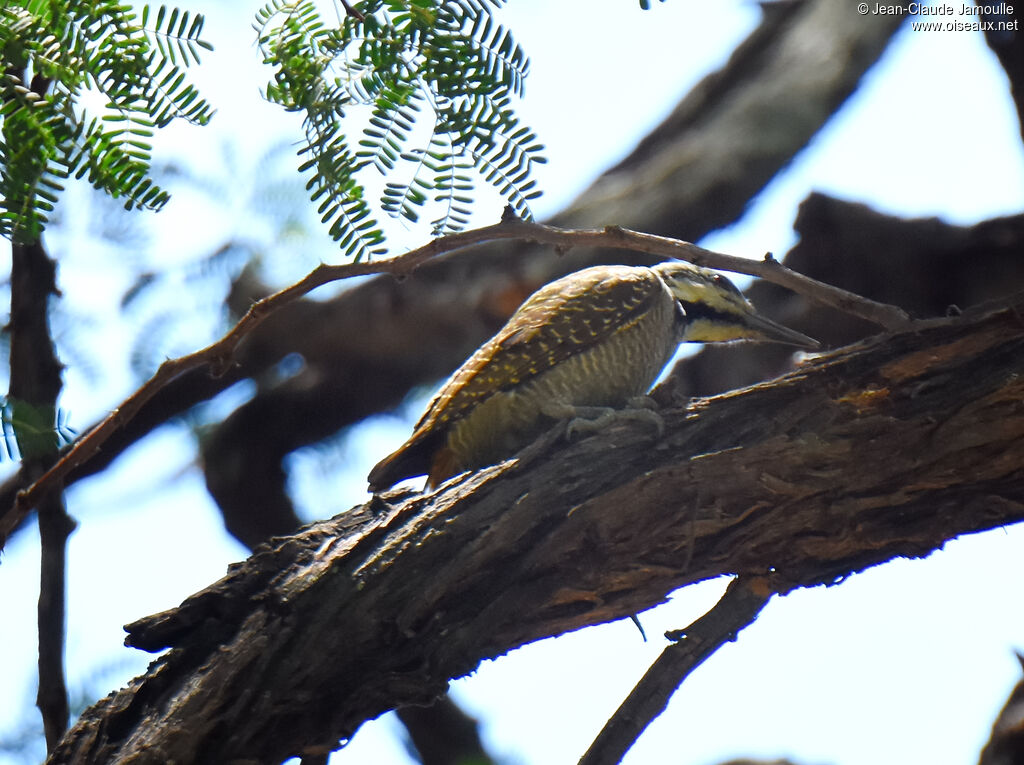 Bearded Woodpecker female