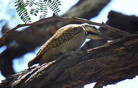 Bearded Woodpecker