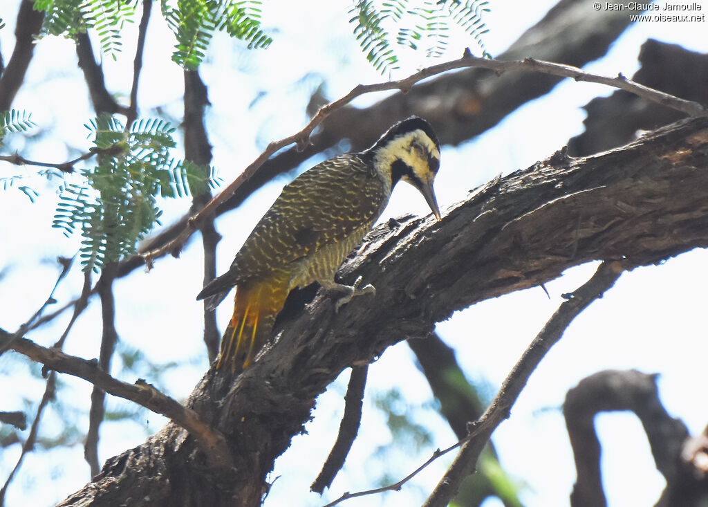 Bearded Woodpecker